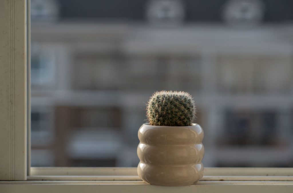 Cactus in een keramische pot op de vensterbank